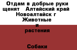 Отдам в добрые руки щенят - Алтайский край, Новоалтайск г. Животные и растения » Собаки   